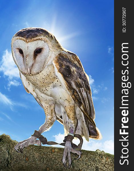 Barn owl on branch in captivity.