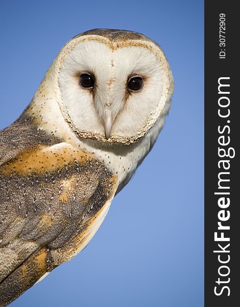 Barn owl on branch in captivity.