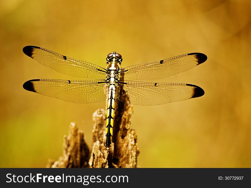 Closeup of a dragonfly on a reed.