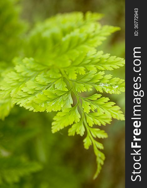 Closeup of a fern leaf. Closeup of a fern leaf.