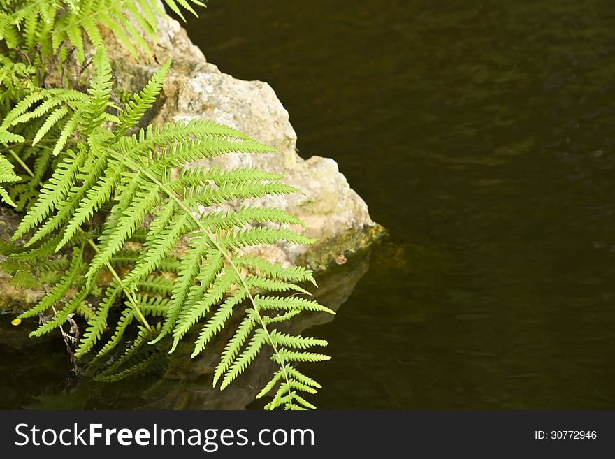 Outdoors by a pond with a fern and rock.