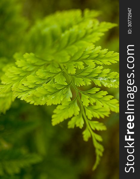 Closeup of a fern leaf. Closeup of a fern leaf.