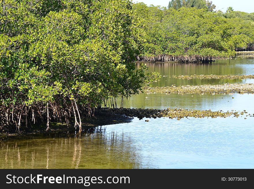 Florida Mangroves
