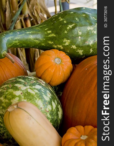 Close up of several gourds.