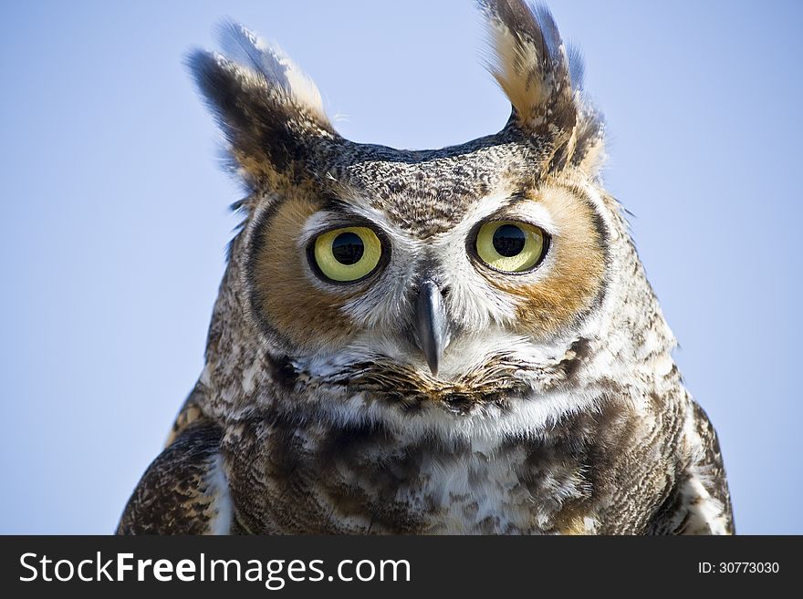 Portrait of a Great Horned Owl