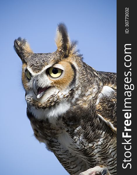Great Horned Owl quarter shot.