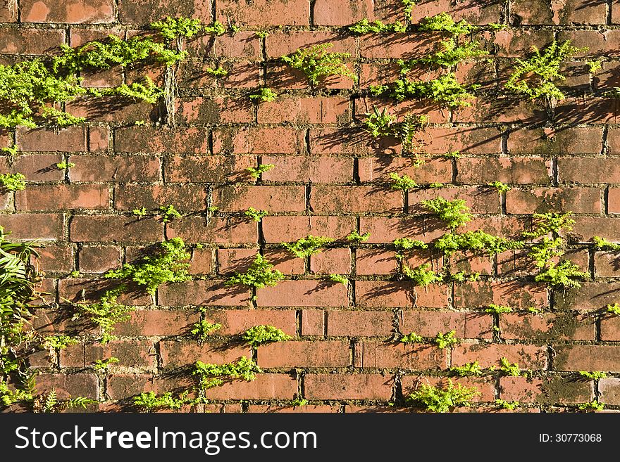 Ferns growiing on an old brick wall. Ferns growiing on an old brick wall