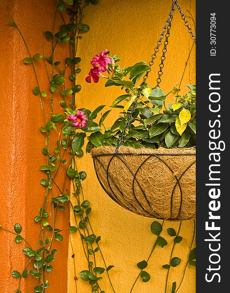 Colorful background with a hanging potted plant. Colorful background with a hanging potted plant.