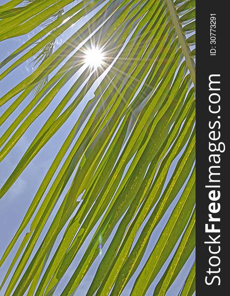 Coconut Leaf With Sunshine And Blue Sky