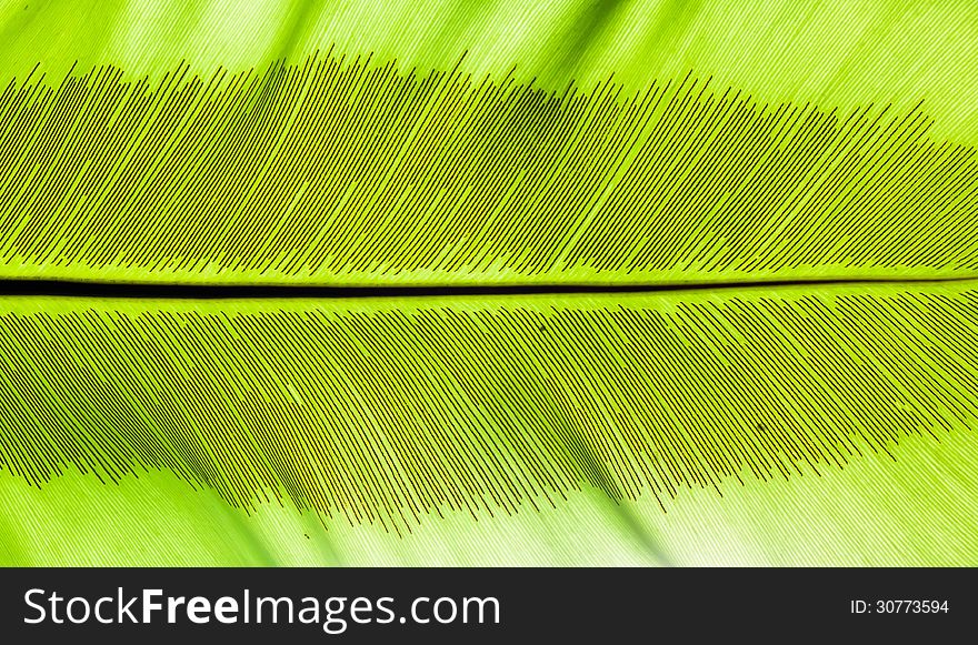 Bird's nest fern leaf texture. Bird's nest fern leaf texture