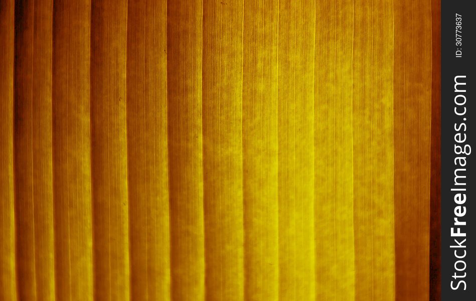 Abstract of banana leaf background. Abstract of banana leaf background