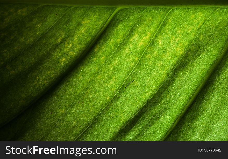 Abstract of green leaf background. Abstract of green leaf background