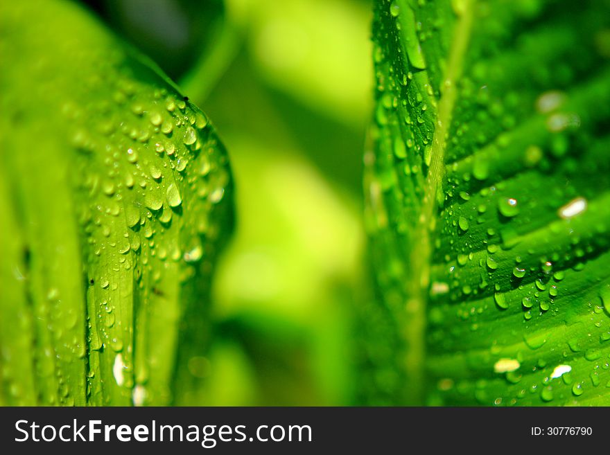 Beautiful of Water Drop on leaf