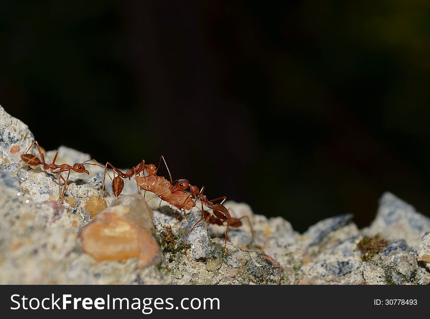 Team Work - Weaver Ants