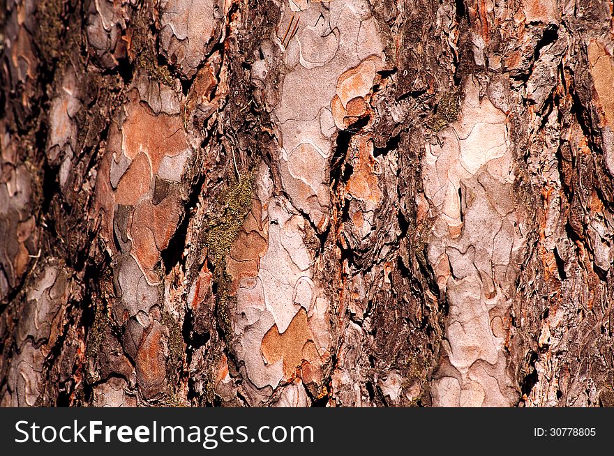 Pine tree bark brown background