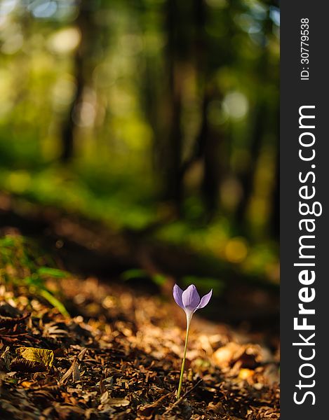 Beautiful wild crocus, Colchicum autumnale, flowers in a mountain forest in autumn