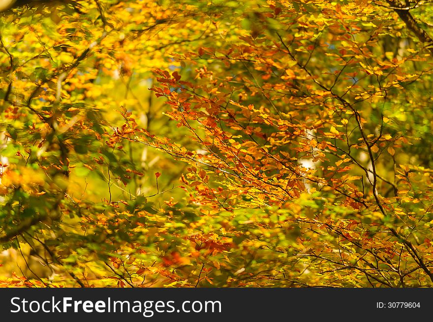 Beautiful autumn foliage in the forest