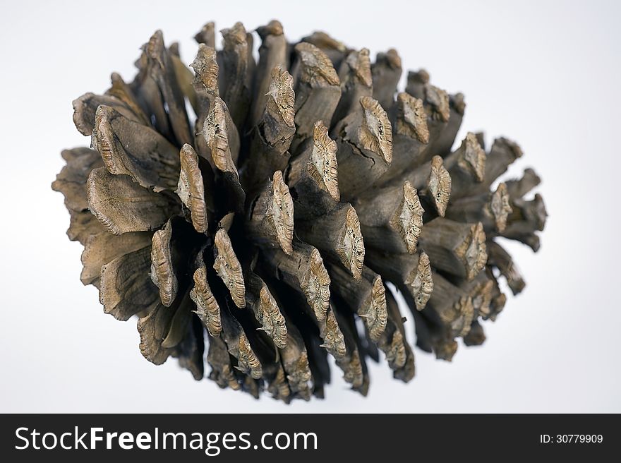 Close up of big pine cone isolated on white background