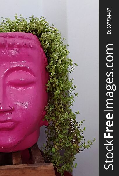 A close-up of a vibrant pink pot shaped like a face, adorned with cascading green leaves resembling whimsical dreadlocks. This pla