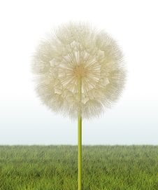 Dandelion Seed Head Royalty Free Stock Photography Dandelion Seed Head Royalty Free Stock Photography