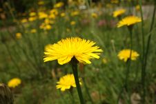 Dandelion Close-up In Long Grass Stock Image Dandelion Close-up In Long Grass Stock Image