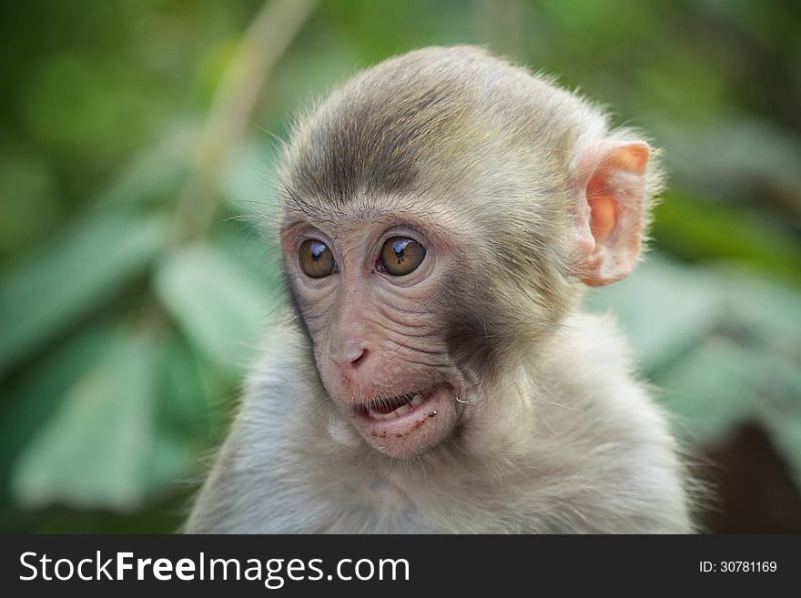 A close up of a doubting rhesus macaque. A close up of a doubting rhesus macaque