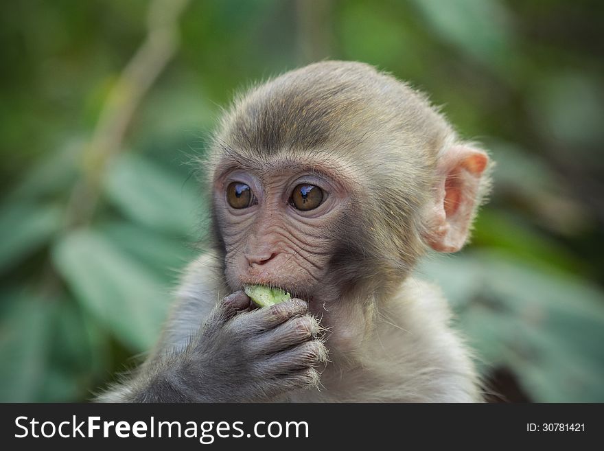 A rhesus macaque eating a piece of food. A rhesus macaque eating a piece of food.