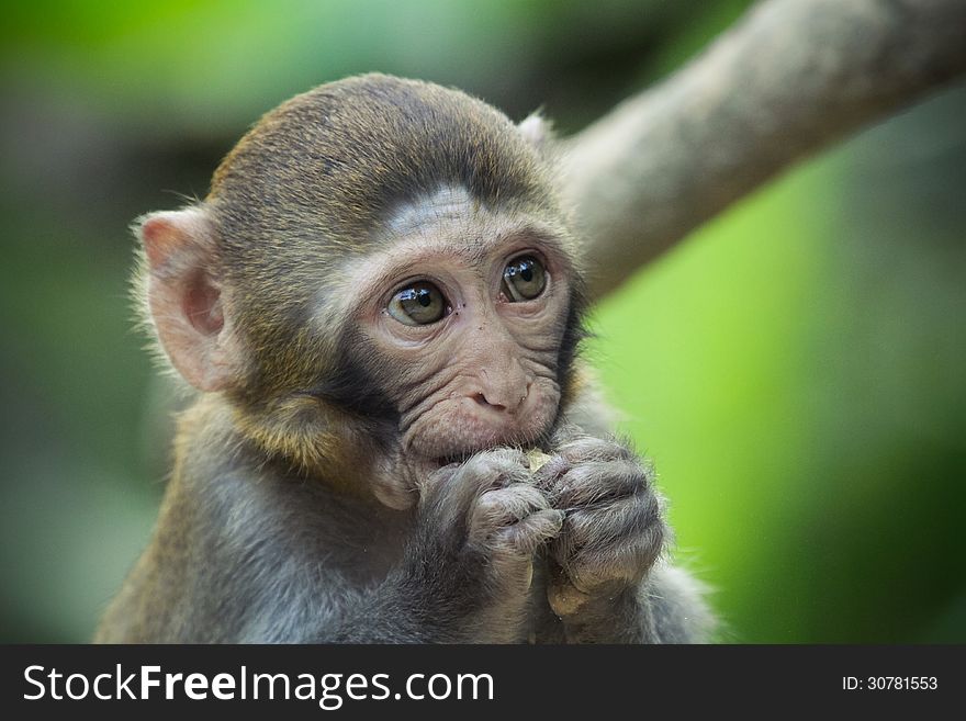 A rhesus macaque with innocent face