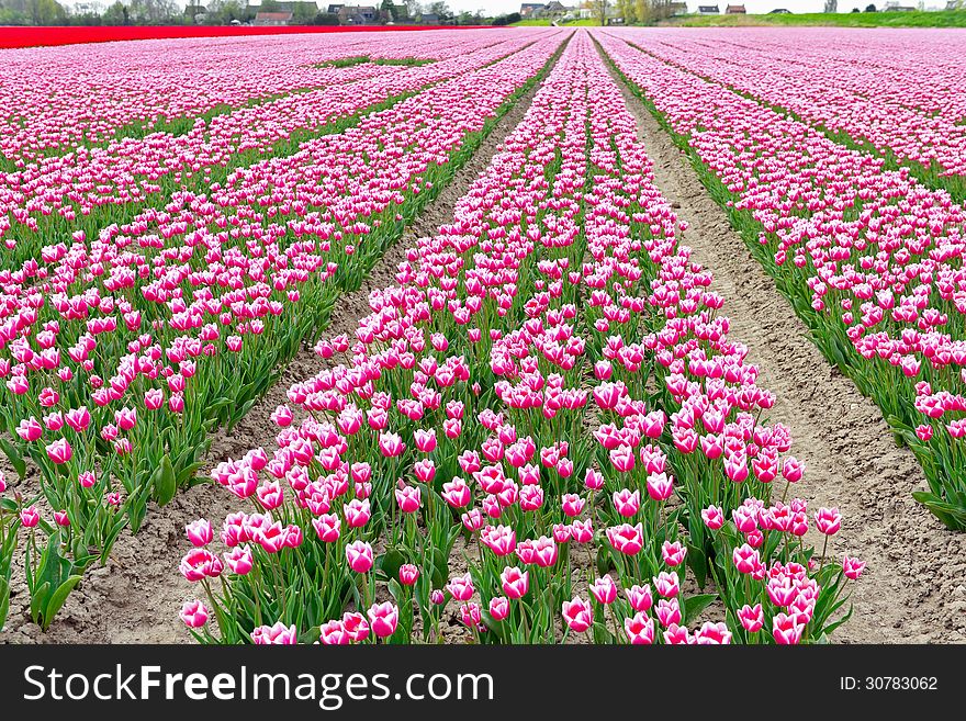 Tulip Field On Agricultural Land