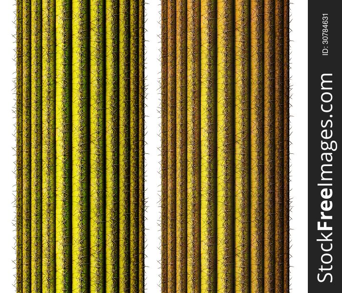 Digital illustration of a cross section of a saguaro cactus.