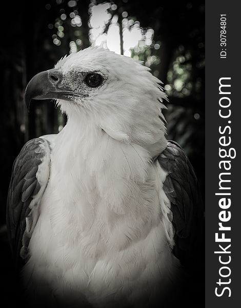 Portrait Of A White Eagles Head In Black And White