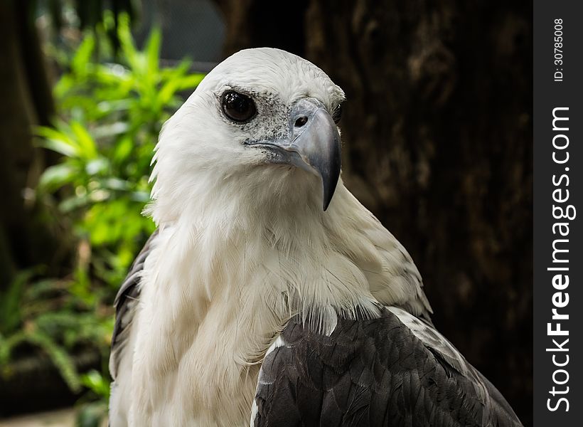 Focus On The Face Of A White Eagles Head