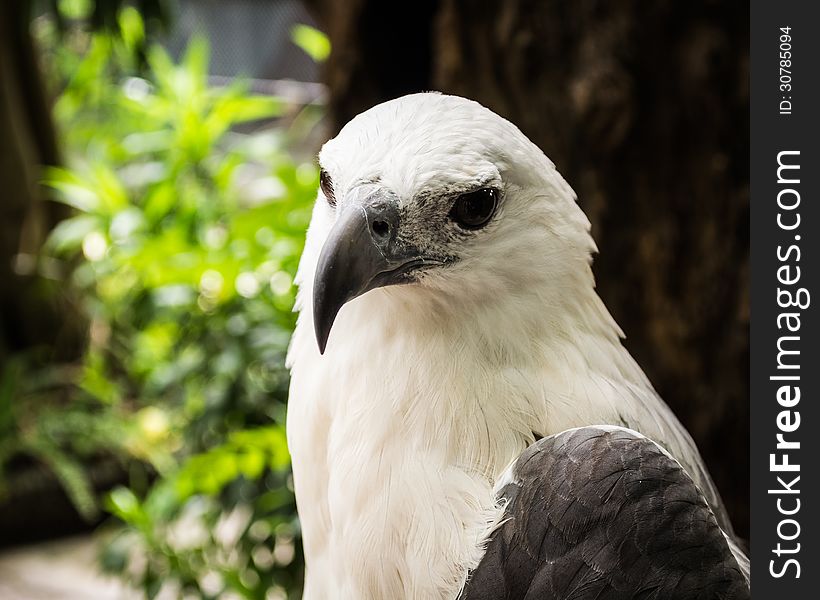 Focus On The Face Of A White Eagles Head