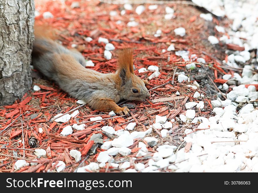 Squirrel near the tree day summer