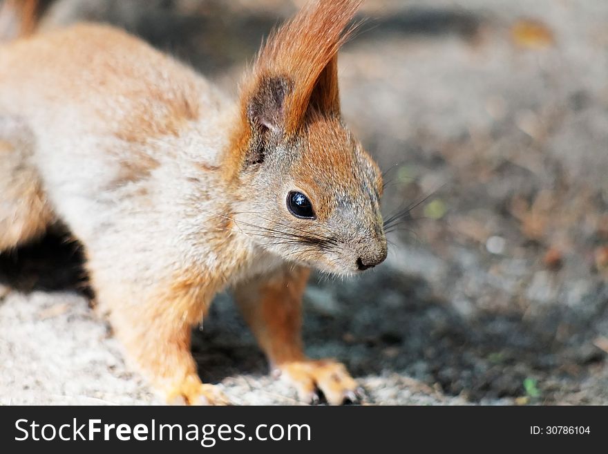 Portrait of squirrel day summer