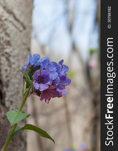 Lungwort blossoms (Pulmonaria obscura) in spring.