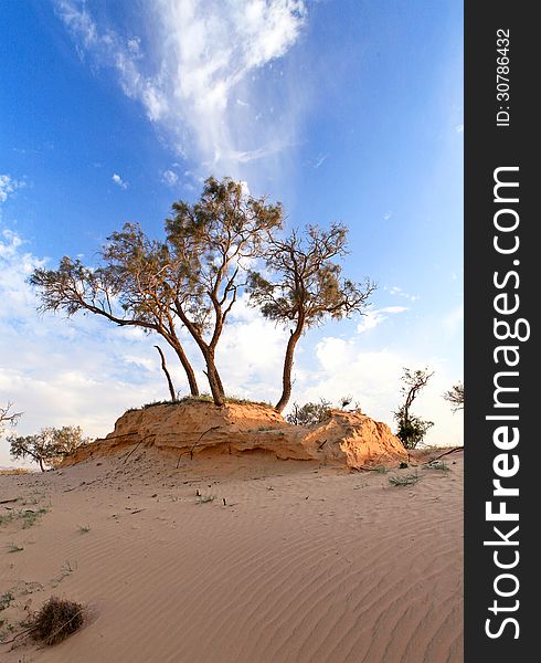 Heat, the trees in a desert on a background of blue sky