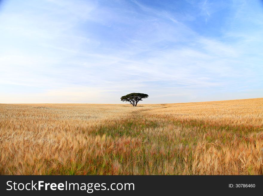 Wheat field and single tree