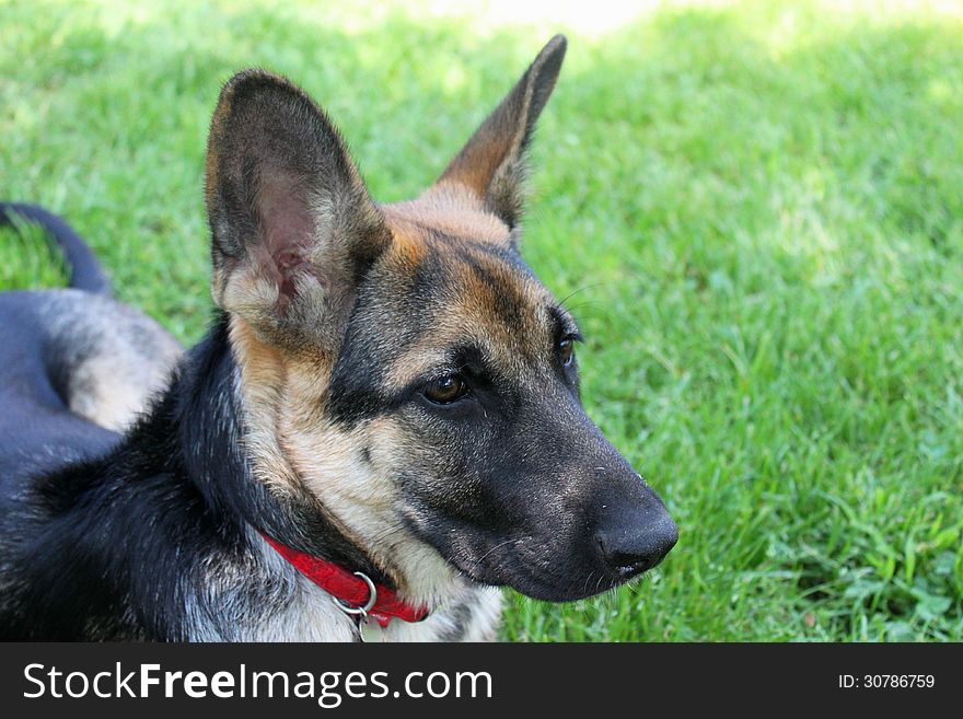 Portrait of german shepherd in alert