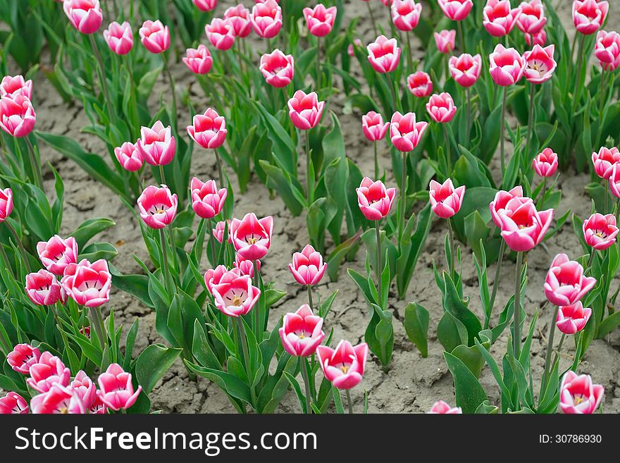 Tulip Field On Agricultural Land
