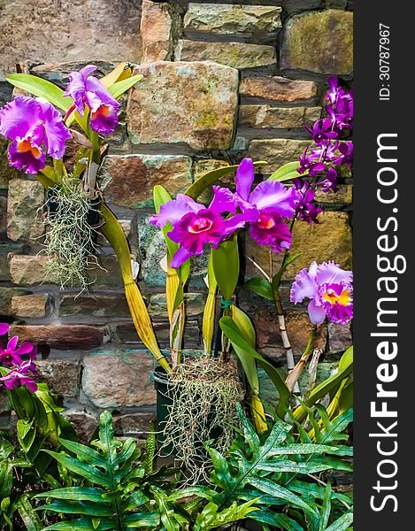 Purple orchids with cultured stone background