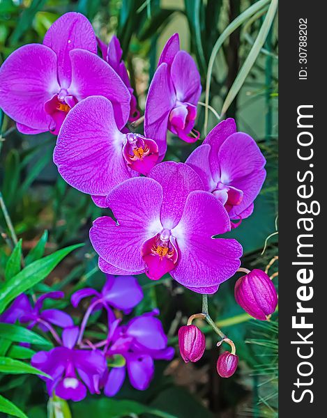 Beautiful purple orchids flowers bloom - phalaenopsis. Beautiful purple orchids flowers bloom - phalaenopsis