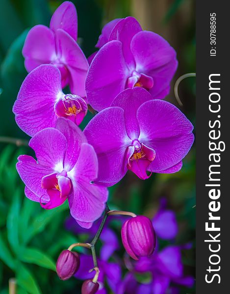 Beautiful purple orchid - phalaenopsis