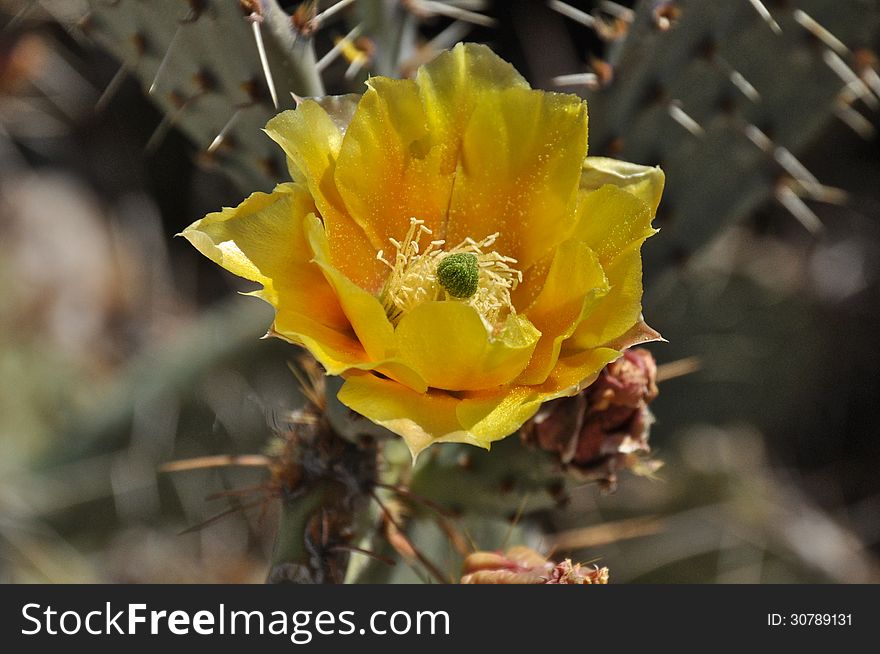 Prickly Pear Yellow Bloom