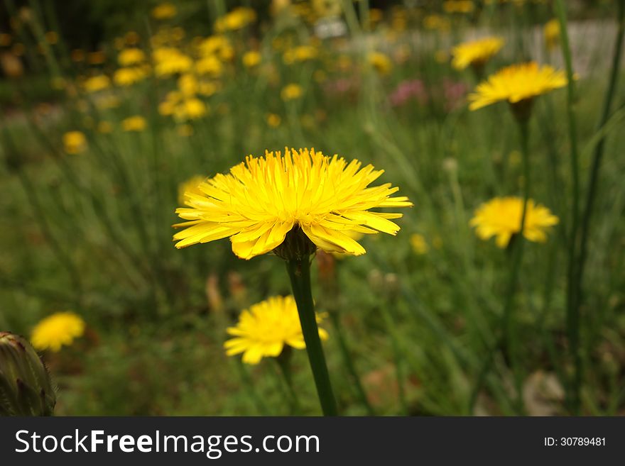 Dandelion Close-up In Long Grass