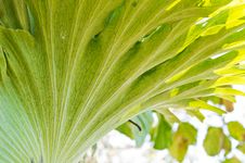 Andinum Fern Stock Photo Andinum Fern Stock Photo