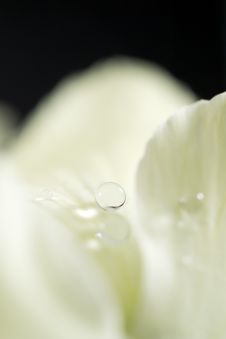 Water Drop Macro Stock Images Water Drop Macro Stock Images