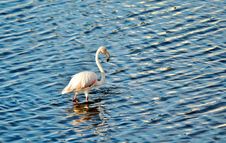 Flamingo Royalty Free Stock Photo Flamingo Royalty Free Stock Photo