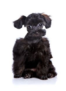 Small Black Puppy On A White Background. Stock Image