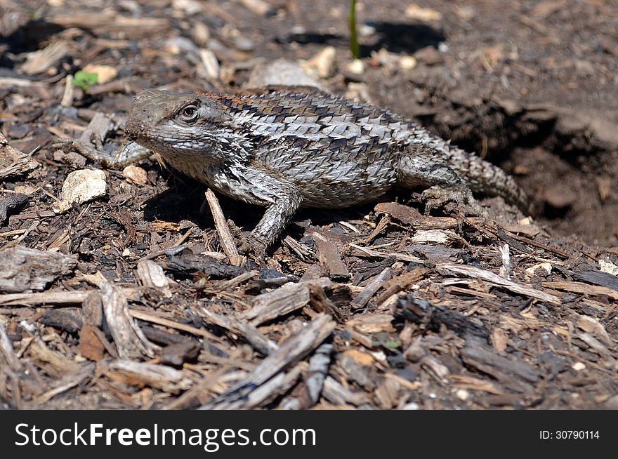 A scaly lizard builds a home in a Texas garden.